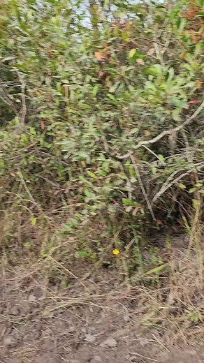 Exploring Off-Road Adventures with Jeep Enthusiasts