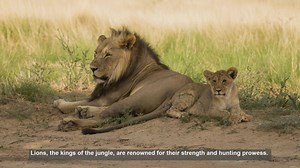 10 Surprising Facts About Lion Vision: Natures Night Hunters