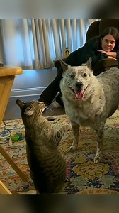 21K views · 822 reactions | The ultimate pet rivalry: cat vs. dog!  #FunnyPets #GoofyAnimals #SillyCritters #AnimalShenanigans #PetLaughs | Bar Caboclo | Facebook