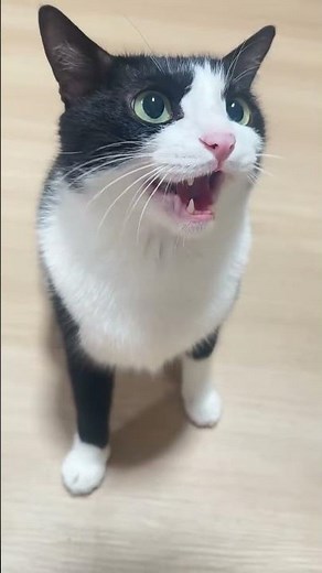 Why Does My Cat Meow So Loudly? 😹 Adorable Cat Demands Attention! | Funny Pet Moments #cat #pigfeed