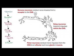 Reflex action OCR A A-Level Biology Revision 5.1.5 Animal Response