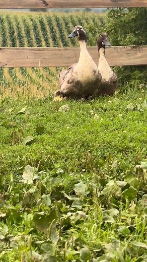16 reactions | Dreaming of spring already…. #ducks #springbabies #duckling #farmlife | Dizzy Jay Farm | Facebook