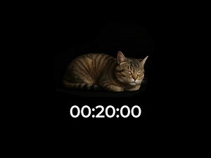 20 Minute Relaxing Cat No Music Timer | Sleeping Cat Loop for Study, Focus & Calm