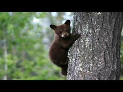 Im Reich der Bären NDR DOKU