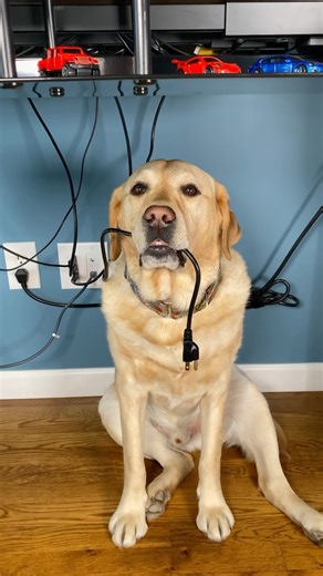 47K views · 1K reactions | When Magnus wants your attention, you best listen.  #velcrodog #clingydog #labrador #labsofinstagram #dogsofinstagram #dog | Magnus The Therapy Dog | Facebook