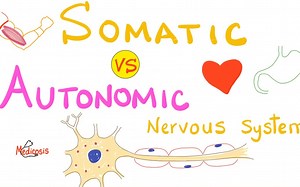 Somatic vs Autonomic Nervous System | Physiology