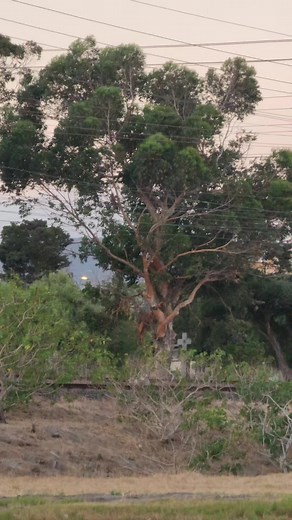 Prasa/MetroRail 5M2A set entering Thornton Station