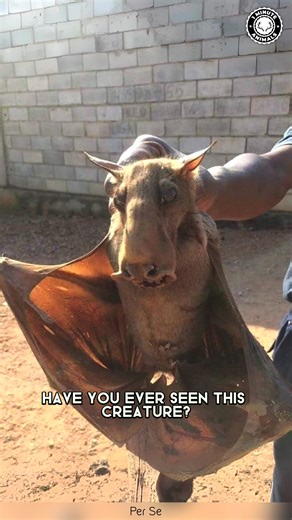 Hammer-Headed Bat 🦇 The STRANGEST Flying Face! With its huge head and long snout, this bat looks straight out of a sci-fi movie. Males use loud calls to attract females deep in African forests. You won’t believe how massive this bat’s head really is! #wildlife #nature #animalfacts #animalvideos | 1 Minute Animals