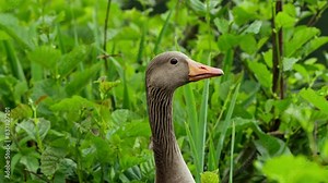 Greylag Goose Amidst Greenery and Foliage by the Lake