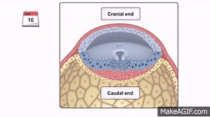 General Embryology - Detailed Animation On Gastrulation on Make a GIF