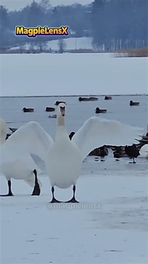 Swan Łabędź 4K #swans #лебедь #magpielensx #birds #ptakiwmiescie