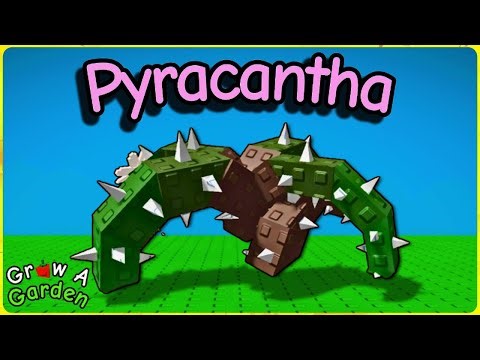 How to Get PYRACANTHA in Grow a Garden (Showcase & Sell Value)