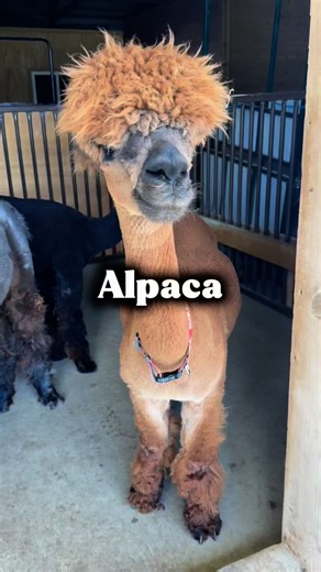 Alpaca vs. llama… so what’s the difference?🤔 📏Size: Llamas are generally larger, taller & weighing between 250-400 pounds. Alpacas are smaller, typically weighing 100-200 pounds. ✂️Fleece: Alpacas have finer, softer fleece, which is highly valued for its quality. Llamas have coarser fleece, which is generally used for rugs and other durable textiles. 👂Ear Shape: Alpacas have short, straight, and spear-shaped ears, while llamas have long, curved, or “banana-shaped” ears. 😄Face Shape: Alpacas 