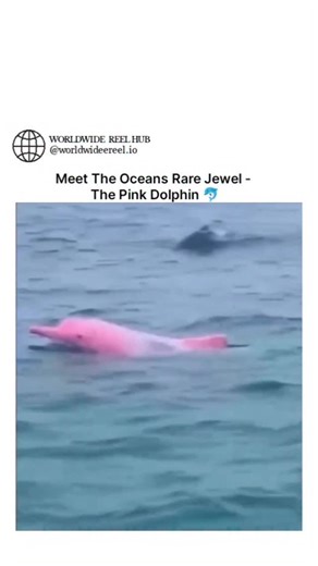 WORLDWIDE REEL HUB on Instagram: "#onlyoriginals #theoriginals Pink “albino” Dolphins are extremely rare but do exist in the wildThe Amazon pink river dolphin (Inia geoffrensis), or boto, is the rarest and largest freshwater dolphin species, famed for its distinct pink hue that intensifies with age, particularly in males. Native to the Amazon and Orinoco river basins, these endangered mammals are renowned for their intelligence and ability to navigate flooded forests using a flexible neck. Key F