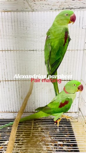 Educational Insights on Sun Conures and Monk Parakeets