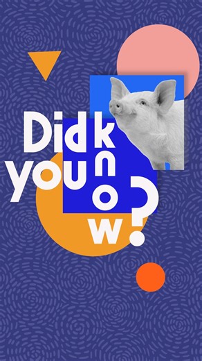 4.7K views · 53 reactions | Are there any gamers here? You know, pigs are so intelligent—they might just outsmart us in a game! ️ Share your favorite pig facts in the comments! #Pigs #AnimalFacts #PigFacts #Piglet #CutePigs #WhyVegan #VeganForThem #VeganForTheAnimals #CuteAnimals #LoveAnimals #PlantBased #Vegan #TryVegan #VeganBacon #VeggieBacon #MeatFree | Mercy For Animals | Facebook