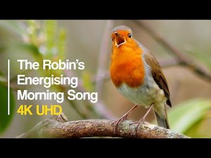The Robin's energising morning song | Birds Singing #birdsong