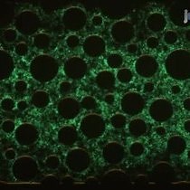 Video: Window on a Microworld: Simple Microfluidic Systems for Studying Microbial Transport in Porous Media
