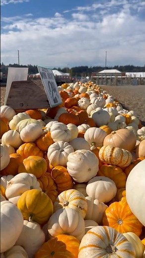 Who is Standing in the Pumpkin Patch 😯| Travel | Halloween #shorts