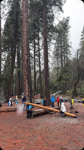 I saw these kids turning a fallen log into the ultimate teeter-totter along the Lower Yosemite Falls Loop, and I had to share! Sometimes, the best adventures are the simplest—just pure joy, imagination, and the great outdoors.​ 🌿✨ What’s your favorite childhood outdoor adventure? Drop it in the comments! 👇 #Yosemite #NaturePlay #GetOutside #FamilyAdventure #OptOutside #NationalParks #OutdoorKids | Wild Yosemite