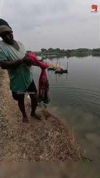Village Style Prawn Catching Cast Net #fishing #fishingvideo #fishingtime