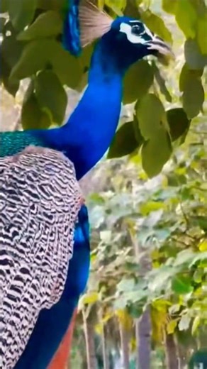🦚beautiful peacock saund peacockvoice peacock call peacock dance #birds #cutebirds #birdlove #shorts