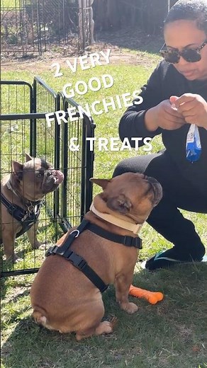TWO VERY GOOD FRENCHIES GETTING DOGGIE TREATS FRENCH BULLDOG DOG TRAINING #frenchbulldog #frenchies