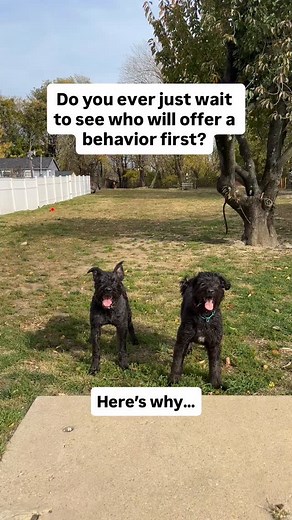 Try this easy but small Challenge! ➡️It will be Worth It!⬅️ Wait for your dog to offer a behavior once and a while. - simple - easy Only requires patience This facilitates thinking to solve a small stress free problem. To start a game or receive a reward my dog needs to offer something. That’s it. Plain and simple. I do think once a while to see whose paying attention. Let us know how it goes for you! | K9 Koncepts Training | Facebook