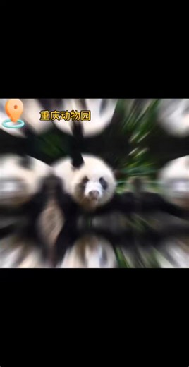 Ding Ding the Adorable Panda at Chong Qing Zoo