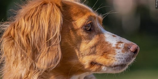 Animal shelter warns of scam targeting pet owners