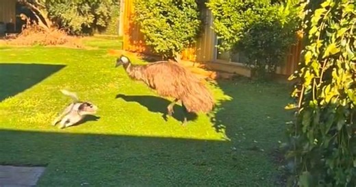 Emu chases teasing dog around a garden