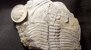 Roadcuts are great places for Pa. rockhounds to find fossils and minerals