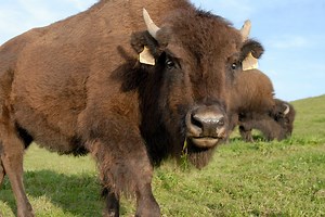 European Bison | The Animal Facts | Appearance, Diet, Habitat, Behavior