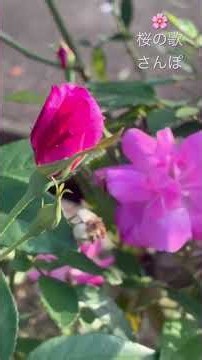 The Last Rose of Summer//庭の千草🌹