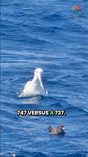 How Big Is the Snowy Albatross? INSANE!