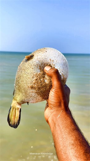 Robik Liyanson on Instagram: "Small Fish ➝ Balloon Fish in Seconds 😳 | Real Live Capture #Tetraodontidae #pufferfish #fishing"