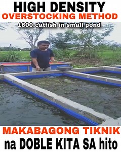 1.5M views · 10K reactions | High density overstocking method in growing catfish, makabagong tiknik na doble kita sa pagalaga ng hito, ang maganda dito dahil pwede nating gayahin. #kapanewstv #htiofarming #catfish #aquaculture this video follows fairuse , a legal doctrine in vlogging for copyright issue fortheclientonly@gmail.com credit:Kalemben Chanel | Kapa News Tv | Facebook