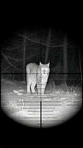 Lynx hunting at night!