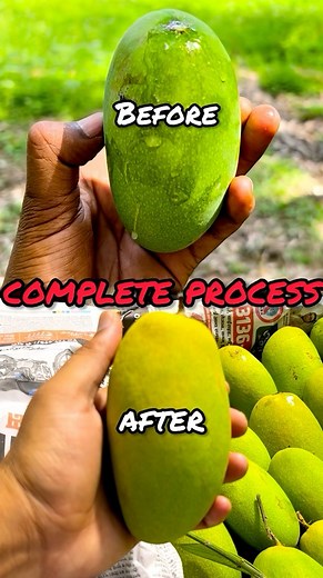 Complete Process ⭕️ Of Ripen Mango 🥭/ क्या एसे आम पकाना सही है 😱(This video is about only entertainment purpose ☺️) | M food 16