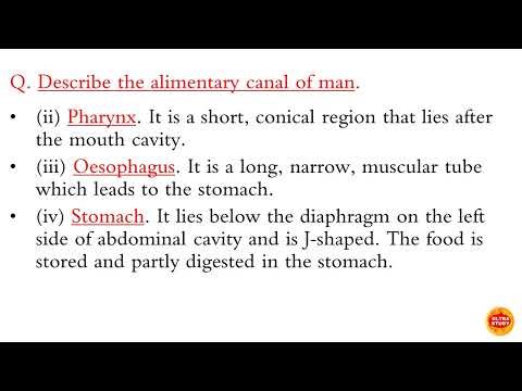 Describe the alimentary canal of man