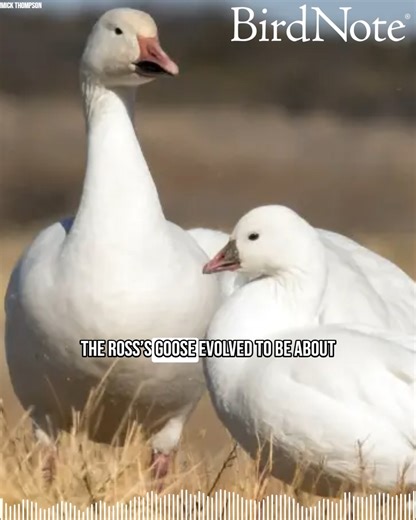 Ross’s Geese and Snow Geese are both white-bodied waterfowl with black wingtips that can be difficult to tell apart. The pair are a great example of what science calls sister species, which occur when a portion of one species takes an evolutionary step away from the rest, resulting in a species split. In this case, genetic studies suggest that the Ross’s Goose branched away from their Snow Goose relatives more than two million years ago, possibly because advancing glaciers separated the two popu