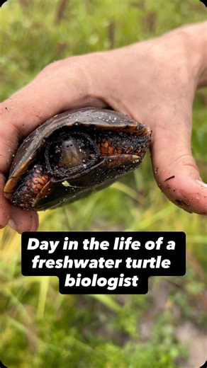 Step into the boots of a MassWildlife freshwater turtle biologist! 🐢✨ Follow along for a day in the field as she searches for spotted turtles and studies how they are responding to the changing condition of this wetland during its restoration process. Learn more about spotted turtles and all freshwater turtles of Massachusetts by visiting our guide to freshwater turtles at bit.ly/freshwater-turtles-MA Video description: A fast-paced reel made up of short clips showing a MassWildlife biologist s
