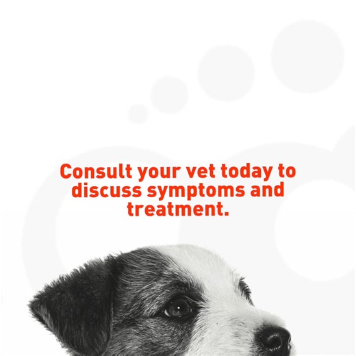 14 reactions · 23 shares | Notice your dog experiencing loss of appetite, vomiting, diarrhea, lethargy, or jaundice? These could be signs of serious liver issues. Don't wait—TAKE YOUR PET TO THE VET today! Schedule a visit with your vet ASAP to discuss symptoms and treatment to ensure your dog stays healthy and happy. Join the Royal Canin Club and receive a FREE vet checkup voucher. Download and register now! #TakeYourPetToTheVet | Royal Canin | Facebook