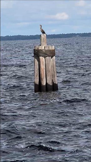 Double Crested Cormorants on Dock Pilings in Lake Monroe & Choppy Waves! Sanford, Florida