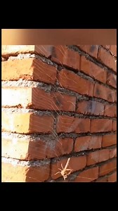 #spider vs #escorpion | Pelea de Insectos