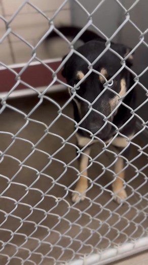 2.4K views · 122 reactions | Roswell animal shelter tel 5756246722 molly a spayed female gsd/husky mix . around 1 year old 38lbs . id a010326 molly is in q08 - will be moved in main kennels soon | Jo Wallace | Facebook