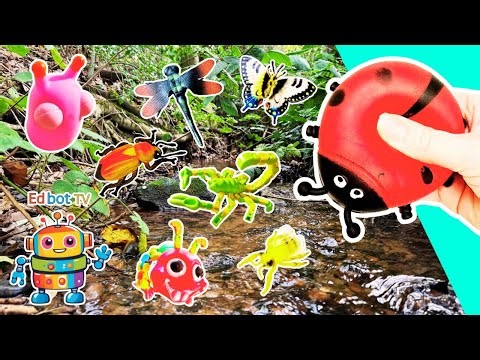 Bug Insect Names | Kids Learn at the Stream: Slug Scorpion Jewel Beetle Ant Dragonfly