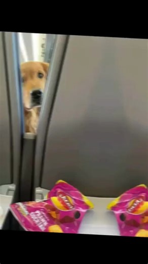 The real Scooby Doo spotted..... | Steve Vanpa Dempsey