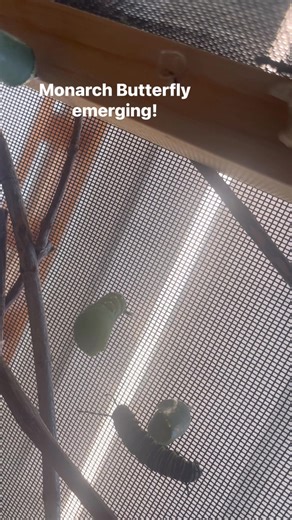 The more you know…. What are the 5 stages of a butterfly life cycle? Butterfly Life Cycle Egg. Eggs are laid on plants by the adult female butterfly. ... Caterpillar: The Feeding Stage. The next stage is the larva. ... Pupa: The Transition Stage. When the caterpillar is full grown and stops eating, it becomes a pupa. ... Adult: The Reproductive Stage. 🦋Have you ever seen a butterfly shake as it emerges from its chysalist? We do not own the music. 🎶 We did shoot the video! | Oso Bay Wetlands Pr