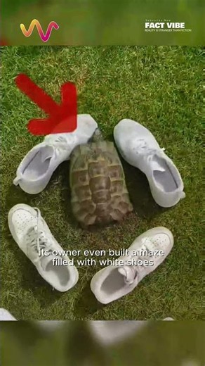 This Turtle Hunted Down the Only Black Object #vet #funfacts #lifehacks #educational #turtle #pets